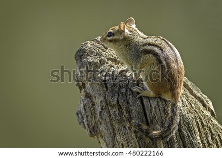 Chipmunk sitting on a stump.