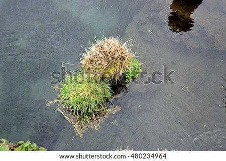 The sacred pond with aquatic plants in clear water . This picture was taken from Oshino Hakkai Village , Nikko , Japan.