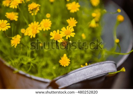 Narcissus and daffodil spring flower arrangement in a distressed aluminum bucket with a yellow ribbon and one loose daffodil