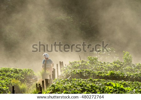 the farmer with fog at strawberry plantation in northern thailan