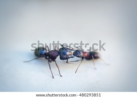 Kissing ants