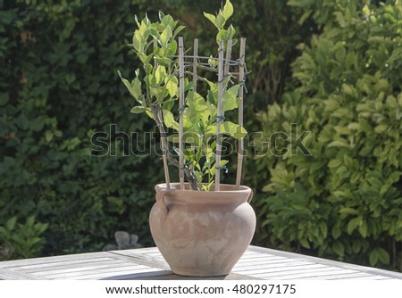 Lemon tree in a ceramic pot