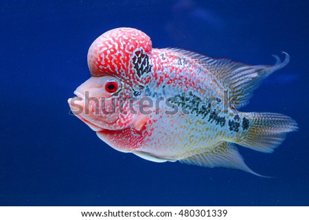 Flowerhorn Cichlid Fish Colorful fish In Aquarium with Blue Background