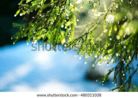 The fir-tree branches sparkling on the sun in ice droplets