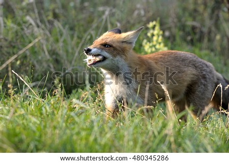 red fox is walking through the forest