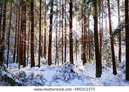 Bright sunny pine forest covered with snow in winter