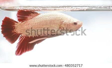 soft focus motion blur of white red  beta fish tail swim  in tank , water background ,Siamese fighting fish , breeding business, France flag