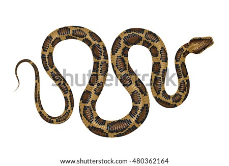 Python vector illustration. Tropical snake isolated on white background.