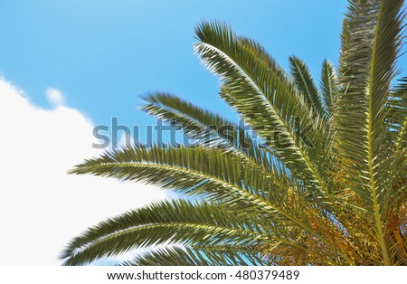 Palm close up on blue sky background. Tropical sunny day