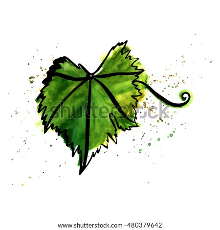 A freehand vector and watercolour drawing of a green vine leaf with a tendril, hand painted on white background; a decoration for a restaurant wine list