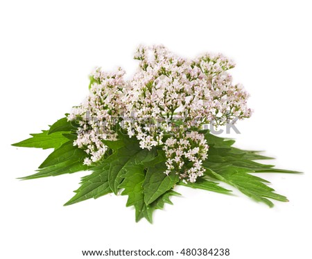 Valerian herb flower sprigs isolated on white background Royalty-Free Stock Photo #480384238