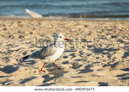 Seagulls walking on the sand beach coastline wave