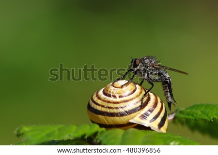 Robber fly, Tolmerus sp, on a snail shell on a green leaf against a blurred green background