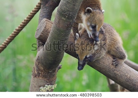Closeup of Ring-tailed Coati (Nasua nasua) walking on branch