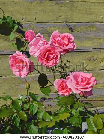 Roses on a background of a wooden wall of the house.