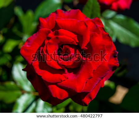 Photo of red rose on a green foliage background in the garden