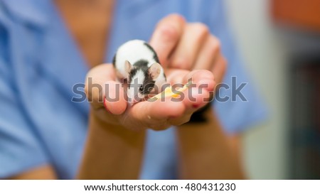 Pet mouse on vet's hand Royalty-Free Stock Photo #480431230