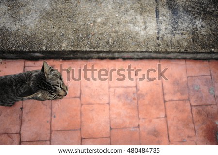 A selective focus on a stray cat with the background of red bricks.