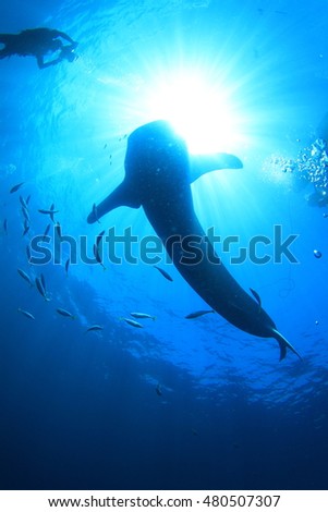 diving with Shark beneath the water surface