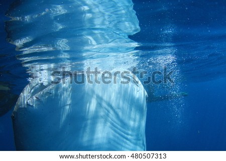 Shark breathing above the water