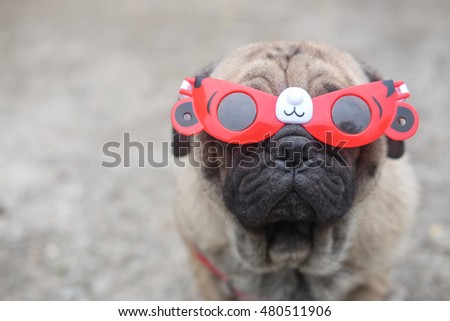 Funny face of pug dog with red cartoon glasses on concrete road.