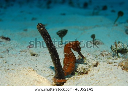 Red Seahorse from Cozumel Mexico
