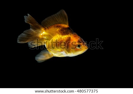 gold fish isolate on background