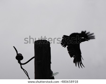 Crow flies, post, mystic