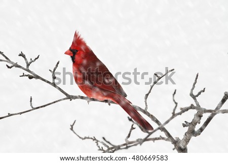 Male Cardinal perching on a branch during a snow storm.