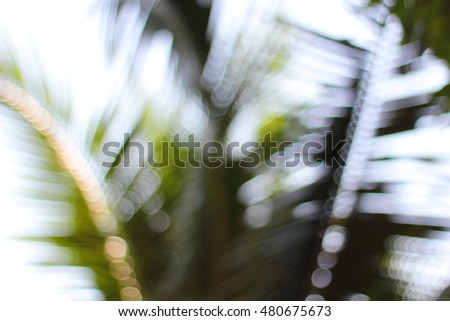 Blur picture of Coconut leaves