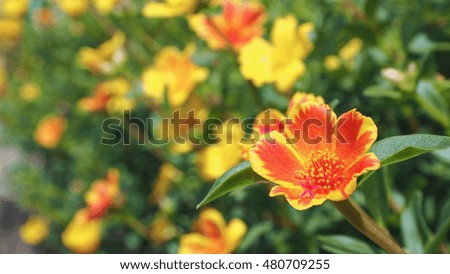 Portulaca oleracea Flowers
