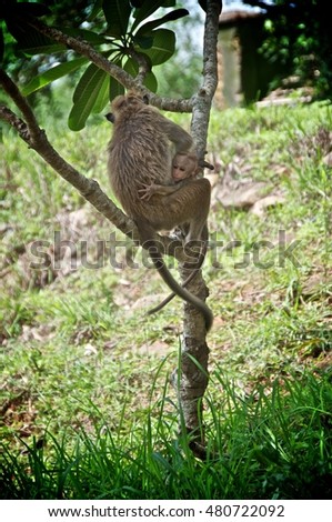 Purple-faced langur - monkey in natural habitats - Sri Lanka wildlife