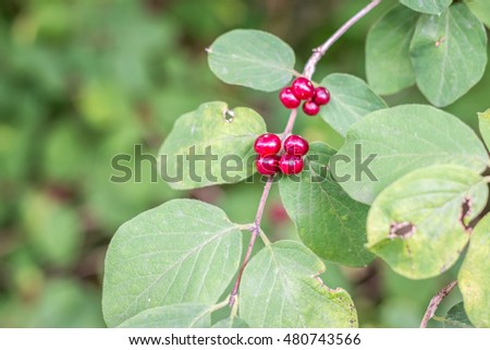red-berries in the forest 
