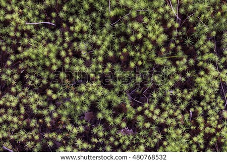 Pattern of small green plants. View from above.