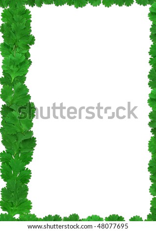 Green Coriander leaves - Cilantro frame on a white background