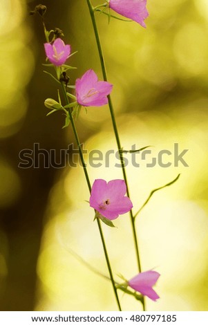 Pink flower with blur background - close-up photo