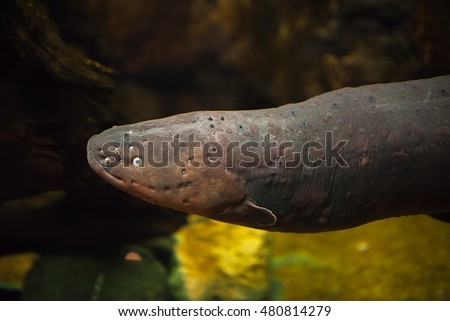 Sea Electric eel is animals  Royalty-Free Stock Photo #480814279