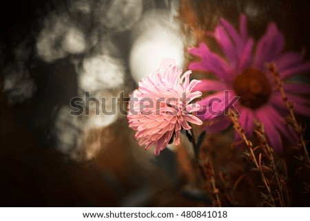 fall flowers at abstract floral background
