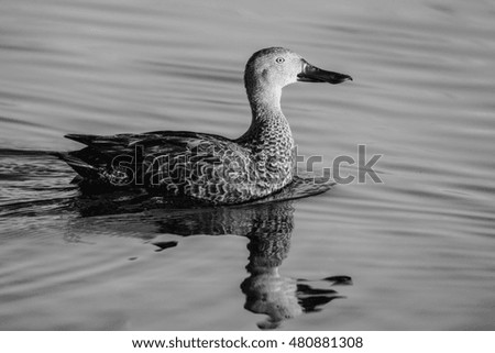 Cape shoveller duck swimming on calm dam water with reflection, South Africa