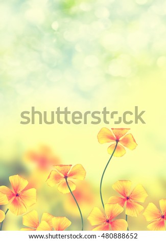 Colorful flowers eschscholzia on the background of the summer landscape.