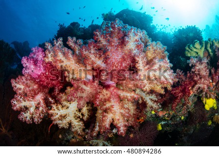 Vibrant soft corals flourish on a healthy reef in Fiji. This South Pacific island group is a favorite destination for scuba divers, snorkelers, and adventure-seekers.