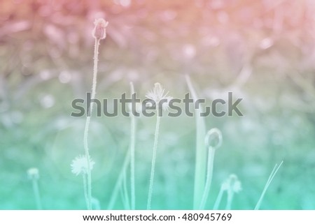 Blurred Flower grass.Style vintage tone.