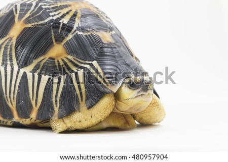 Young Radiata tortoise.