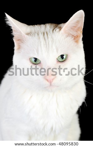  cute white domestic cat  isolated