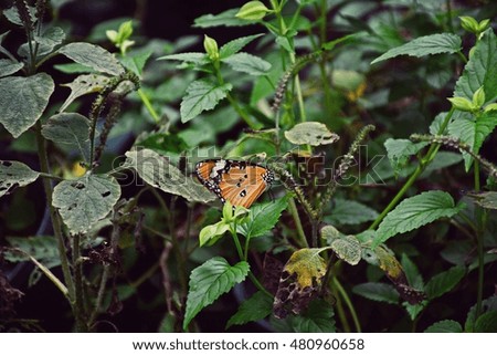 Low-key of an orange butterfly on green leaves of the bush