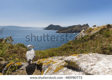 Seagull looking at San Martino Island (Cies Islands, Pontevedra - Spain).