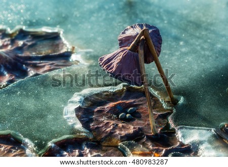 dry box with lotus seeds in the winter on the lake ice