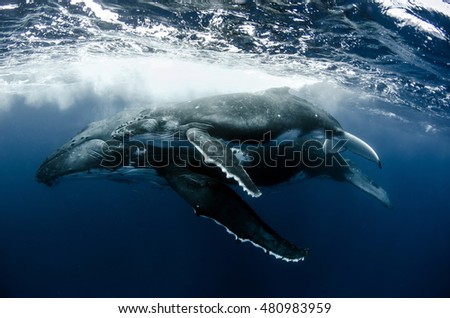 Humpback Whale mother & calf swimming in Tonga waters Royalty-Free Stock Photo #480983959