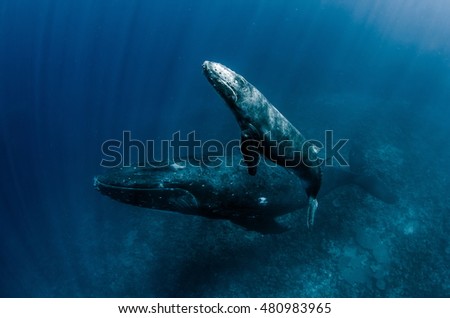 Humpback Whale mother & calf swimming in Tonga waters Royalty-Free Stock Photo #480983965