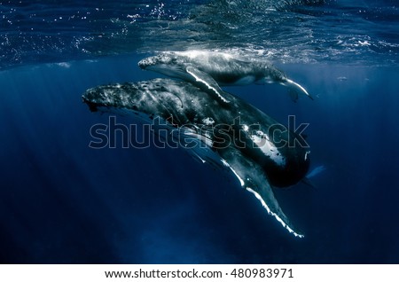 Humpback Whale mother & calf swimming in Tonga waters Royalty-Free Stock Photo #480983971